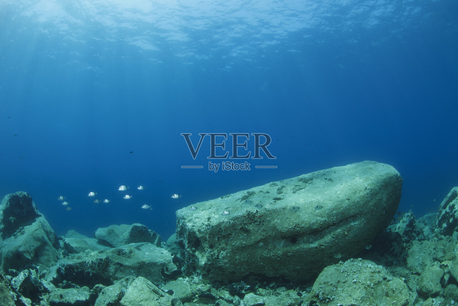 水下景观萨尔戈鱼学校海洋生命水肺潜水员的观点照片摄影图片