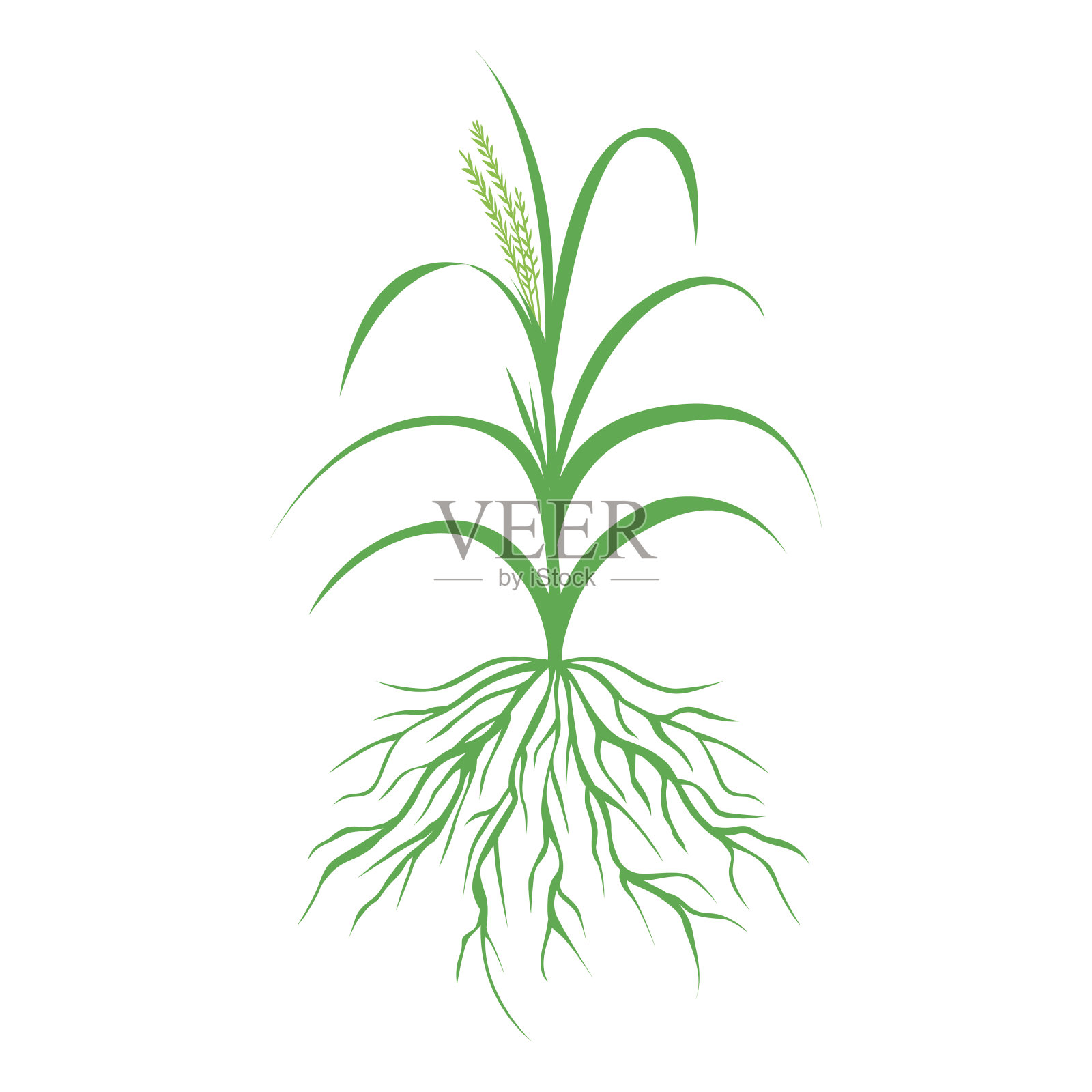 绿草与根插图，隔离植物载体设计元素图片