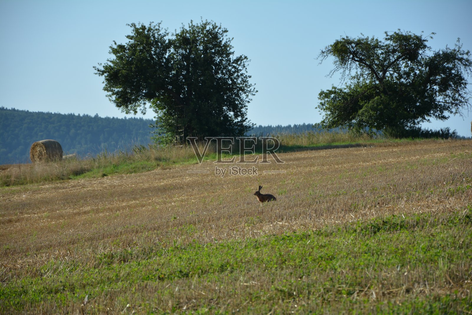 田野兔子在秸秆田与干草捆在自然界照片摄影图片