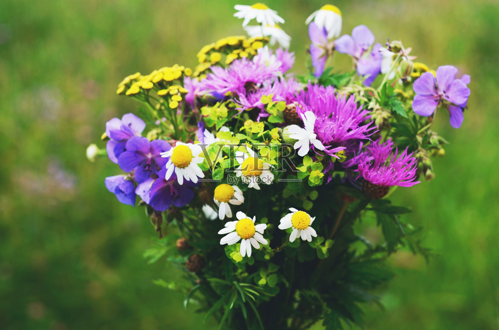 在绿色草地的背景上，五颜六色的夏日花束照片摄影图片