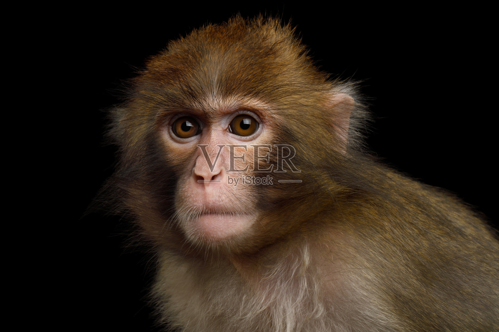 日本猕猴照片摄影图片