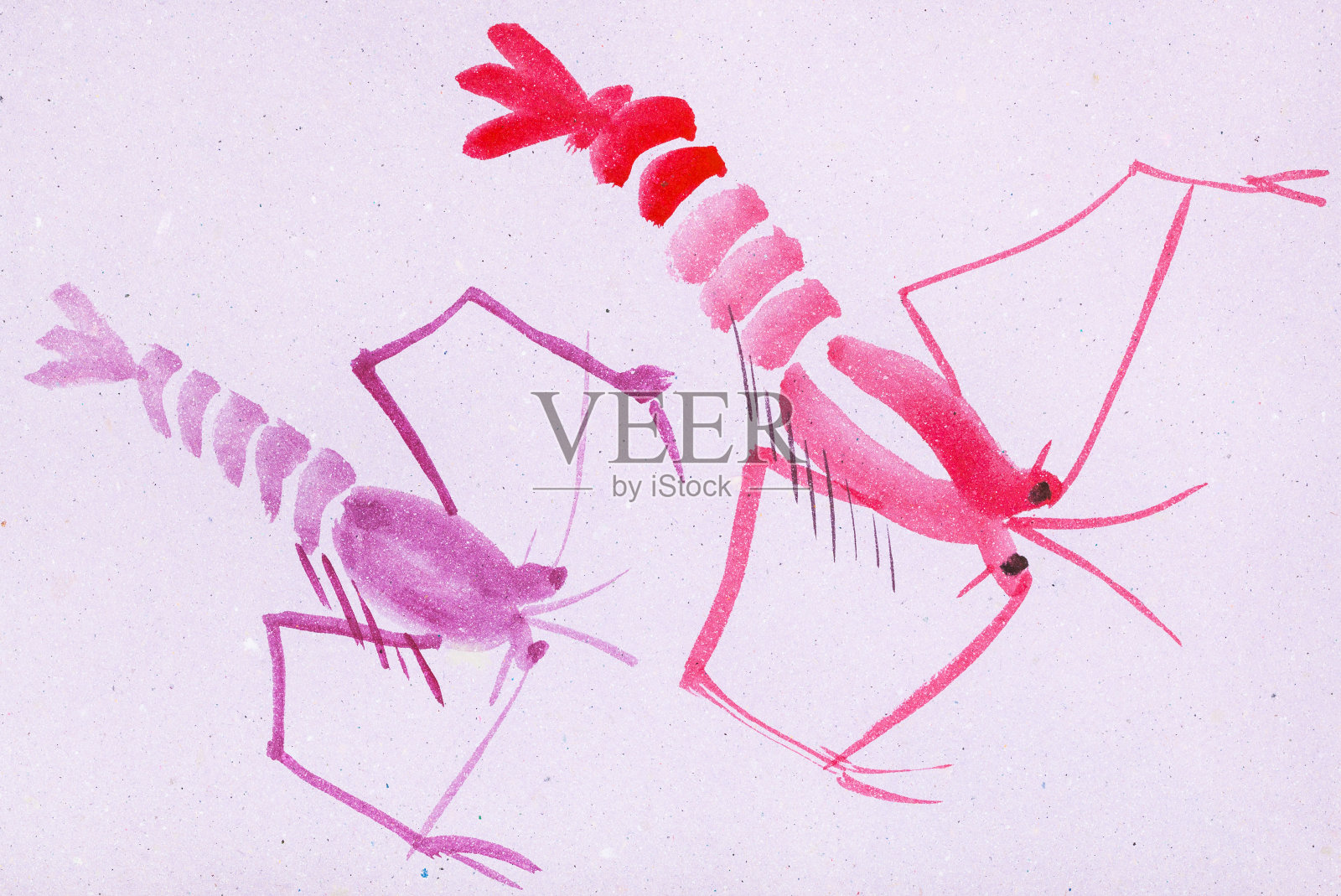 两只粉红色的虾在紫色的纸上插画图片素材