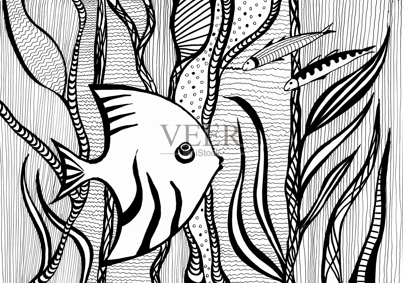 神仙鱼在海中水下的藻类之间插画图片素材