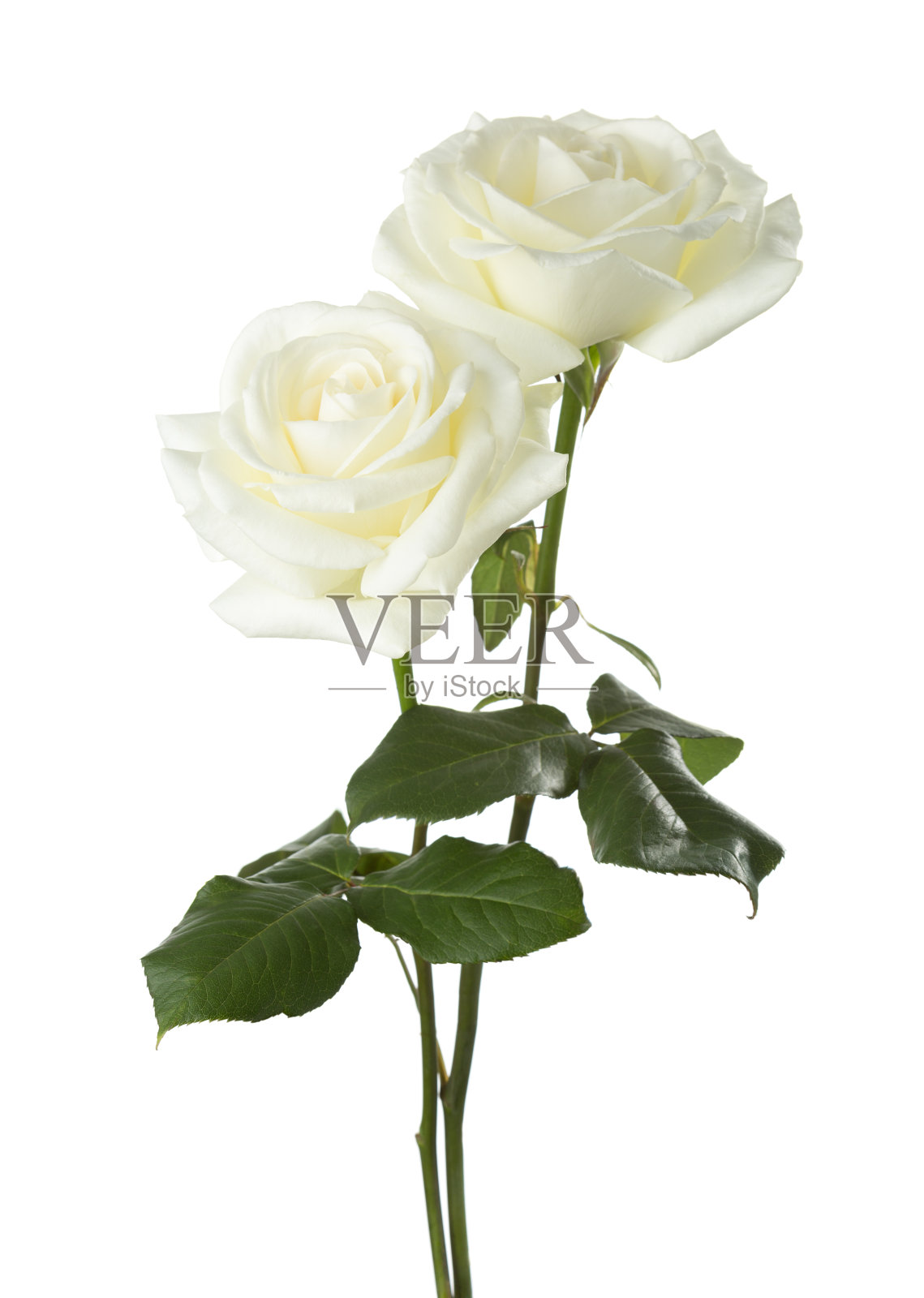 两朵白色玫瑰孤立在白色背景上照片摄影图片
