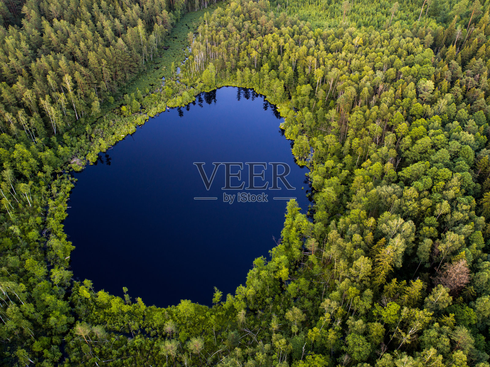 鸟瞰图。立陶宛的野生森林湖照片摄影图片
