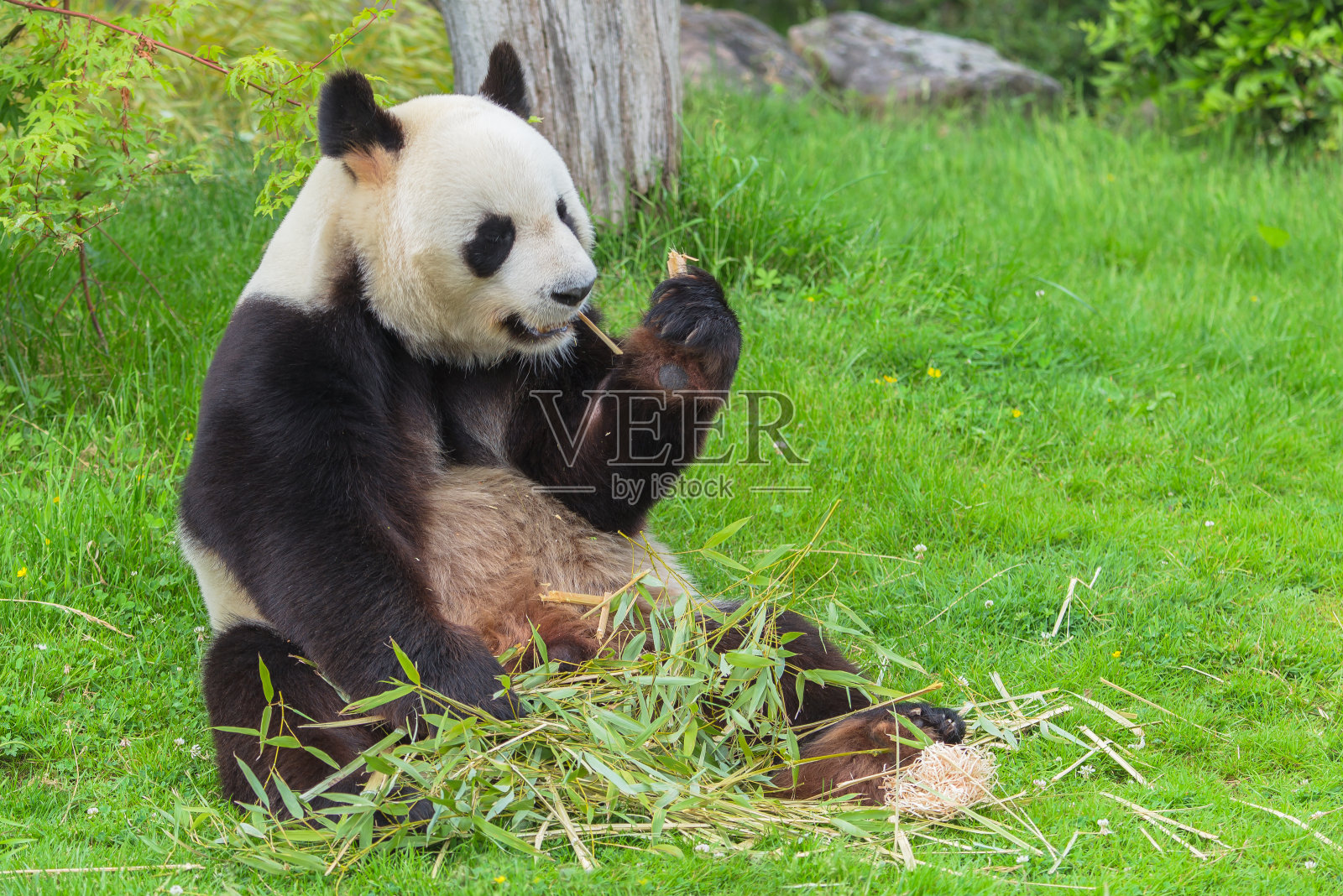 大熊猫坐照片摄影图片