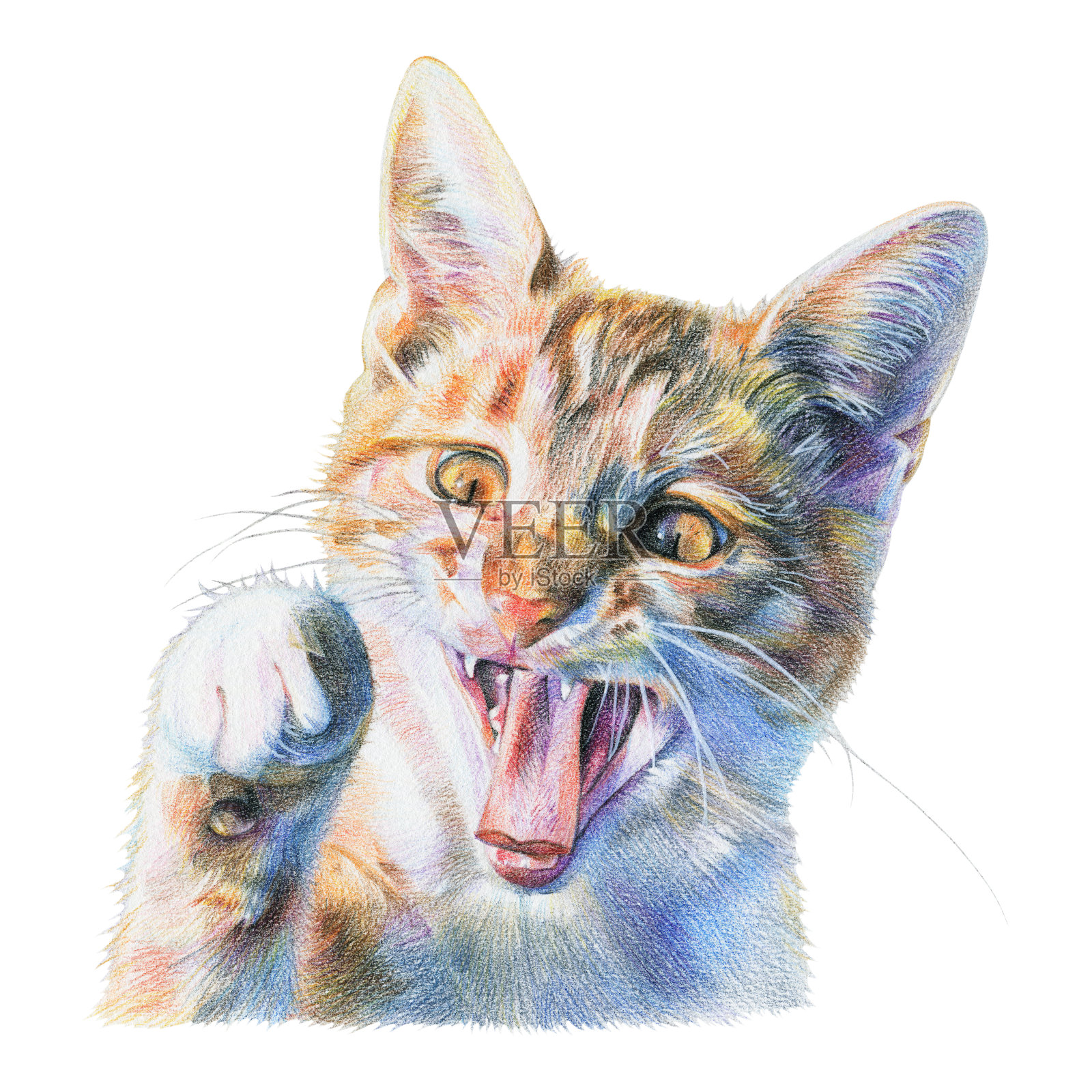 用彩色铅笔画的红猫插画图片素材
