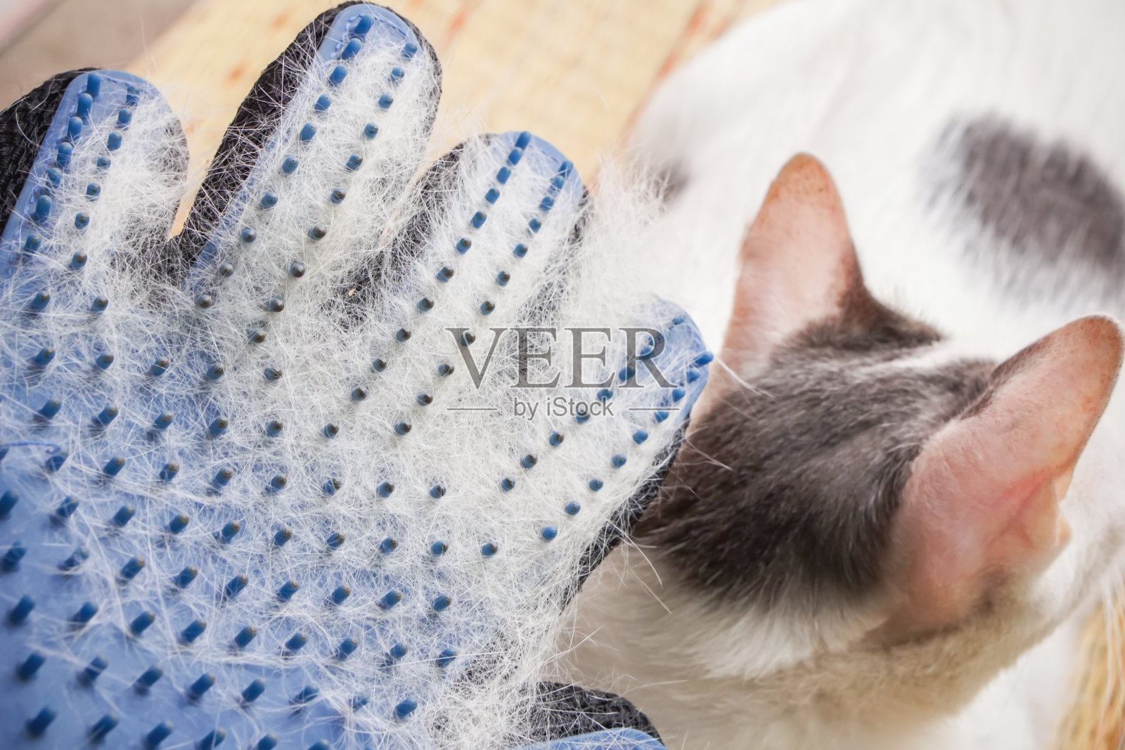 白毛猫在美容手套上的损失照片摄影图片
