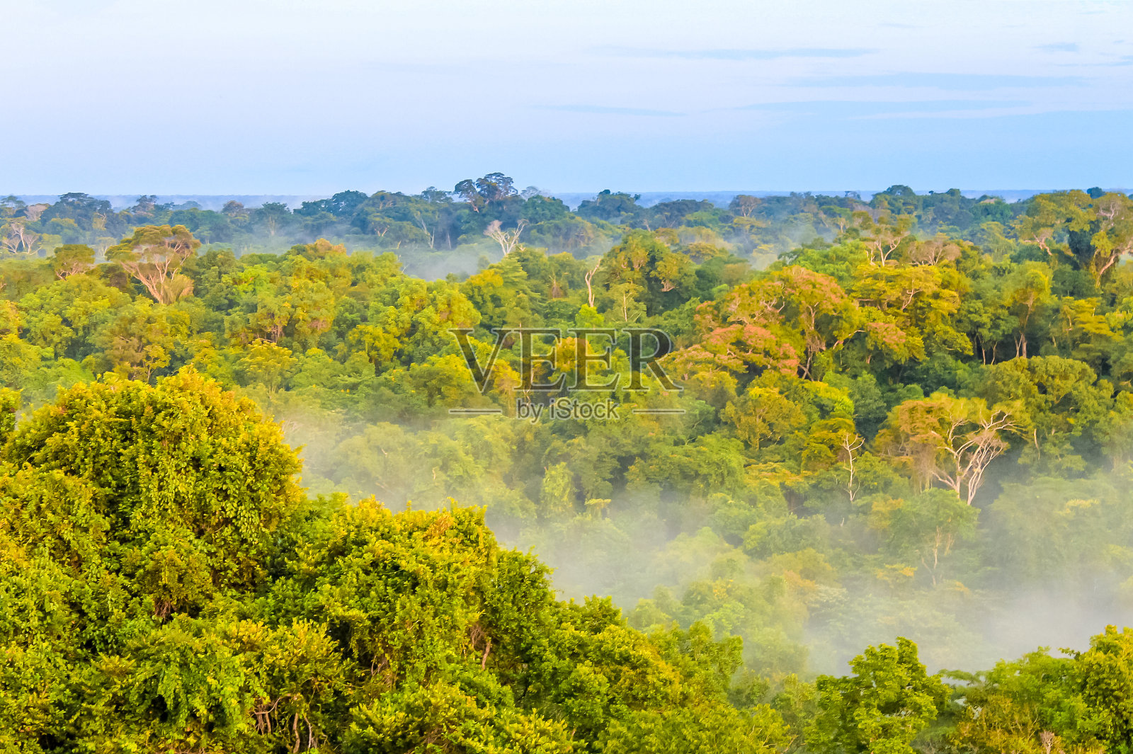 巴西热带雨林上空的晨雾照片摄影图片