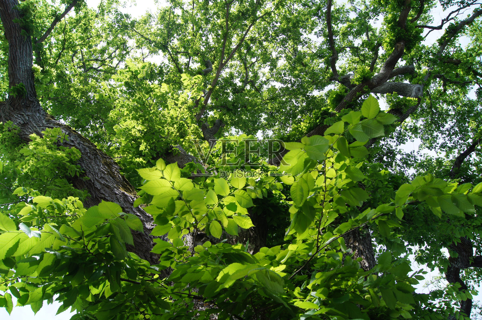 榆树与秋天的叶子从下面照片摄影图片_ID:316747262-Veer图库