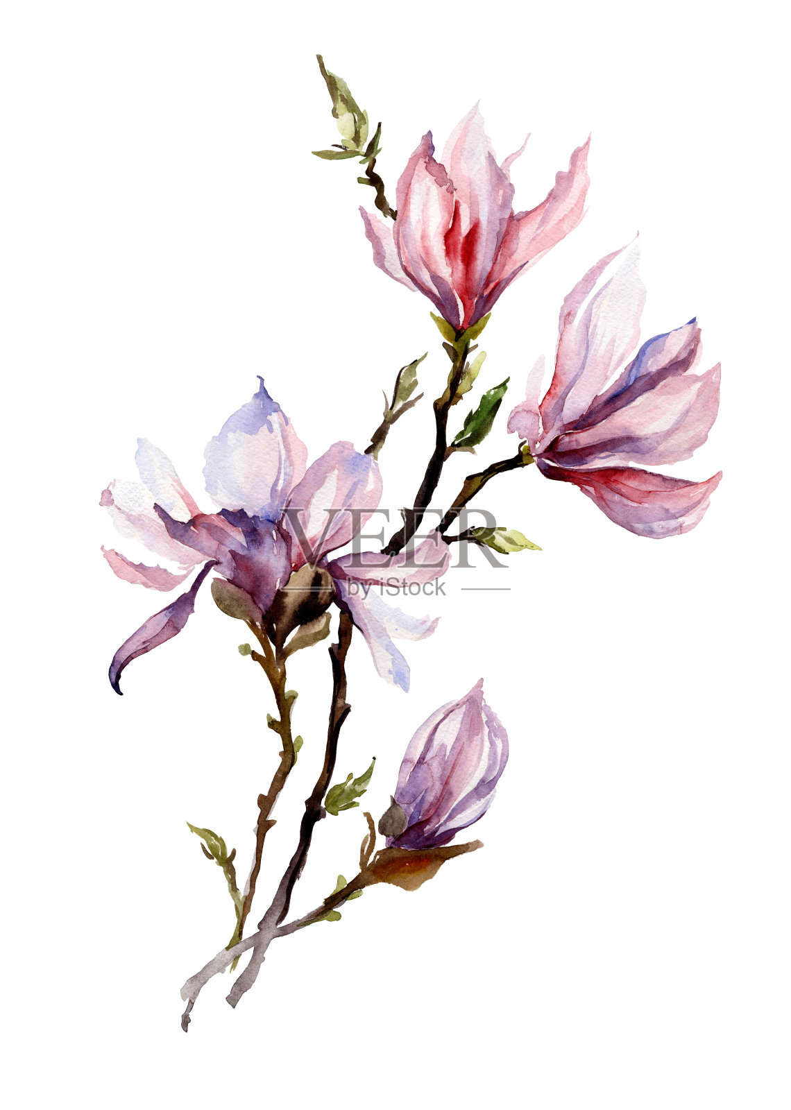 粉红色的木兰花在小枝上。孤立在白色背景上。水彩画。插画图片素材