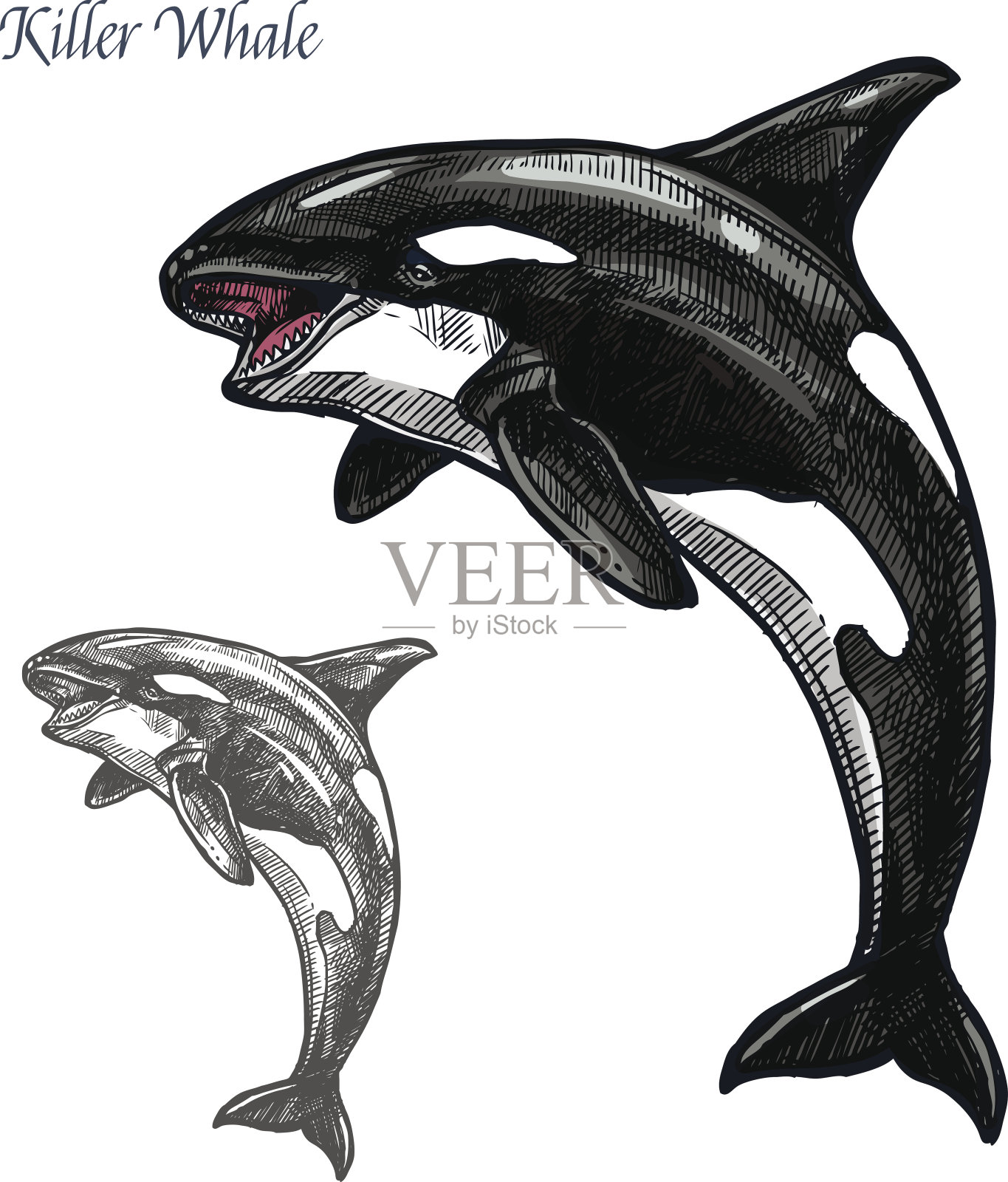 虎鲸或逆戟鲸海洋动物孤立素描插画图片素材