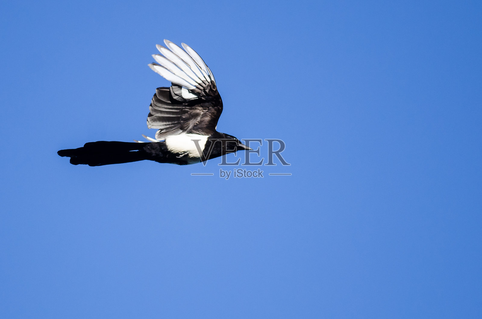 蓝天上的黑嘴喜鹊照片摄影图片