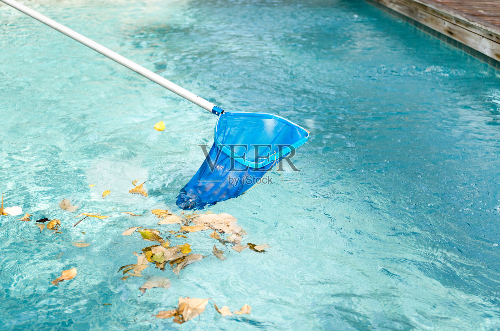 用蓝撇子清理游泳池里的落叶照片摄影图片