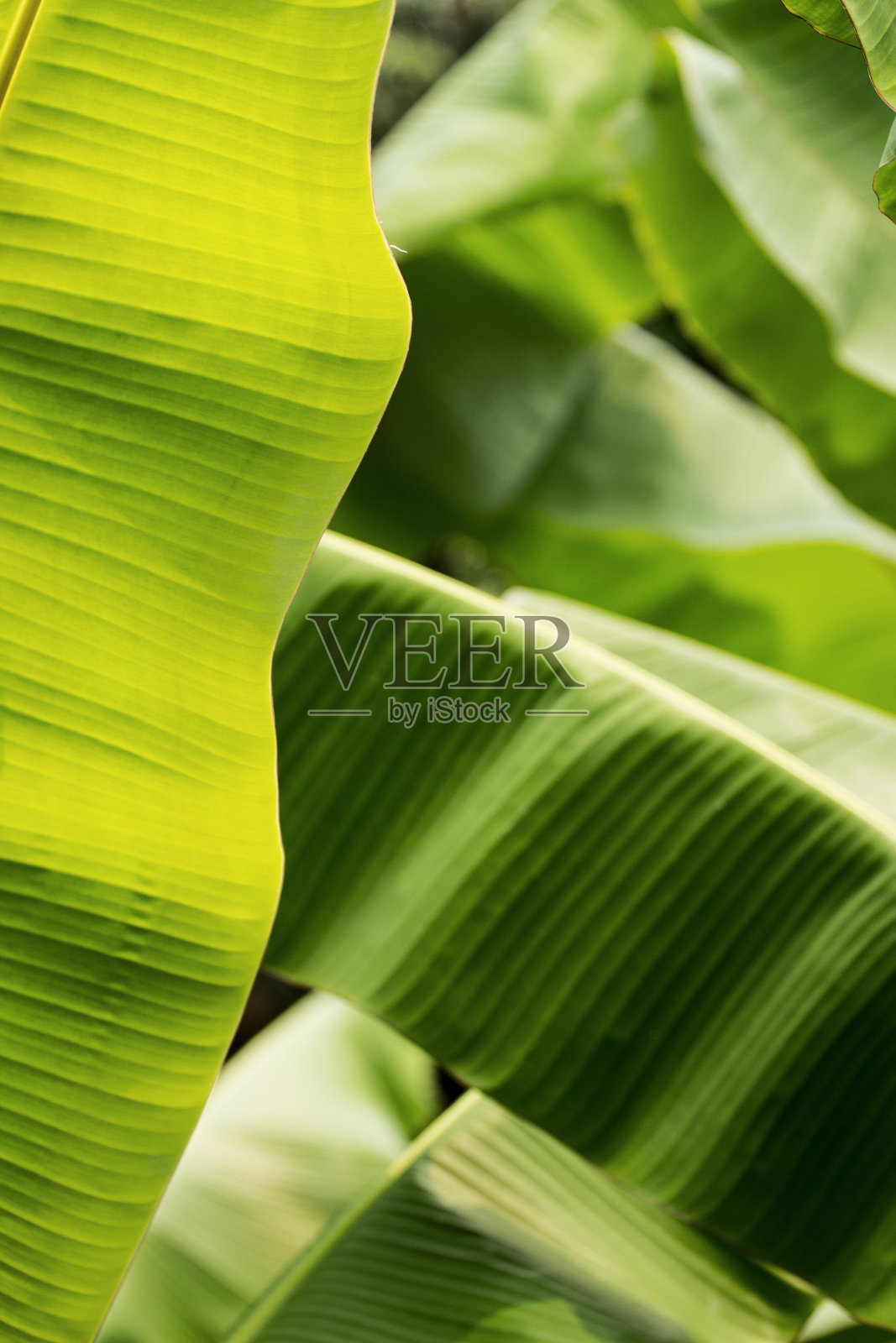 香蕉叶-绿色植物照片摄影图片