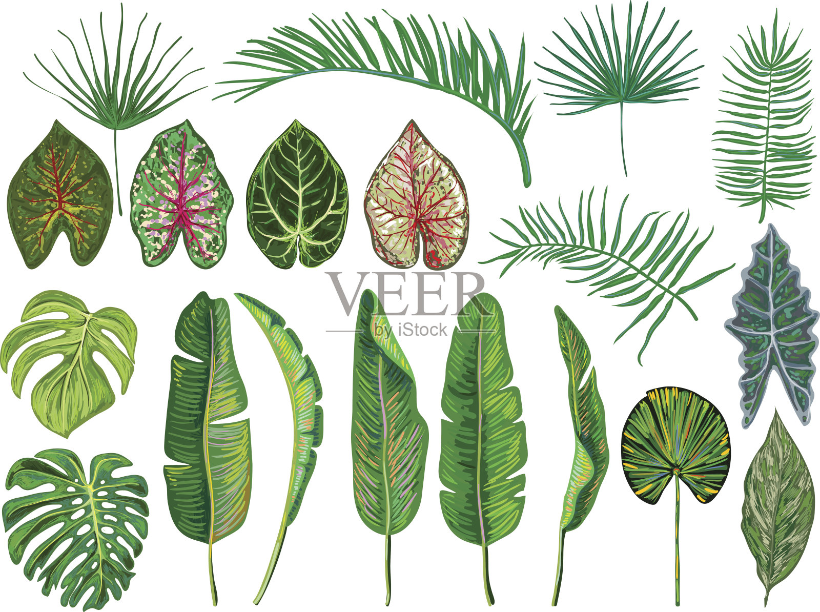 一组热带树叶。丛林矢量插图。复古大收集手绘植物设计元素孤立在白色。夏季热带设计。绿色棕榈叶。美丽的时尚艺术设计元素图片