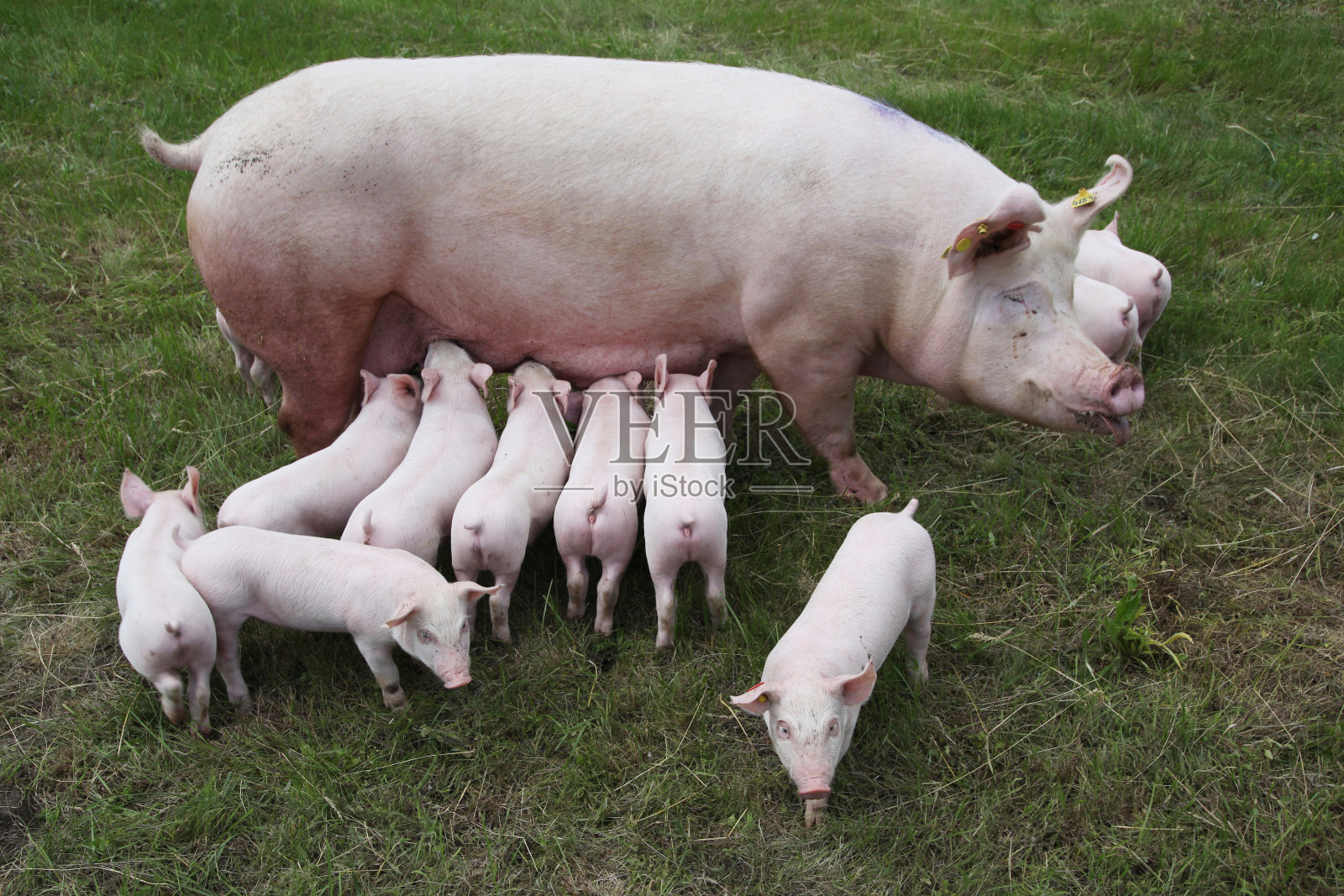 上图是一只母猪和她刚出生的小猪照片摄影图片