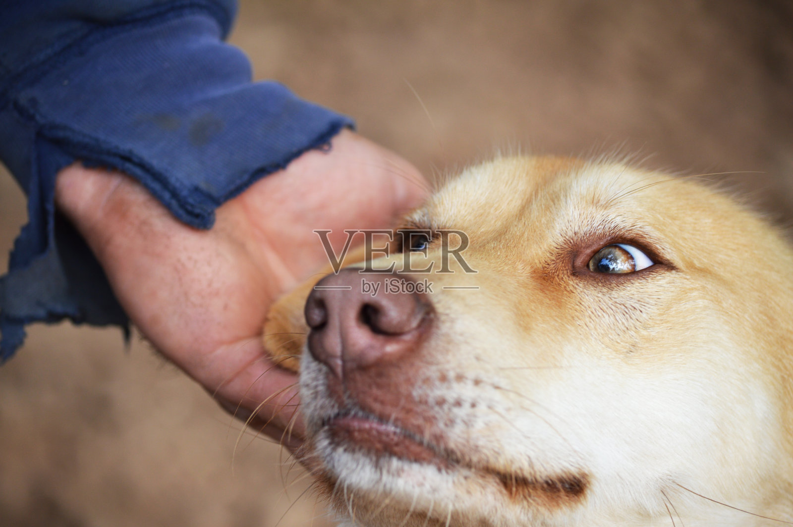 我爱你，我的甜心!一个可怜的人温柔地抚摸着他的狗，而狗正用他的面部表情表现出快乐和满足照片摄影图片