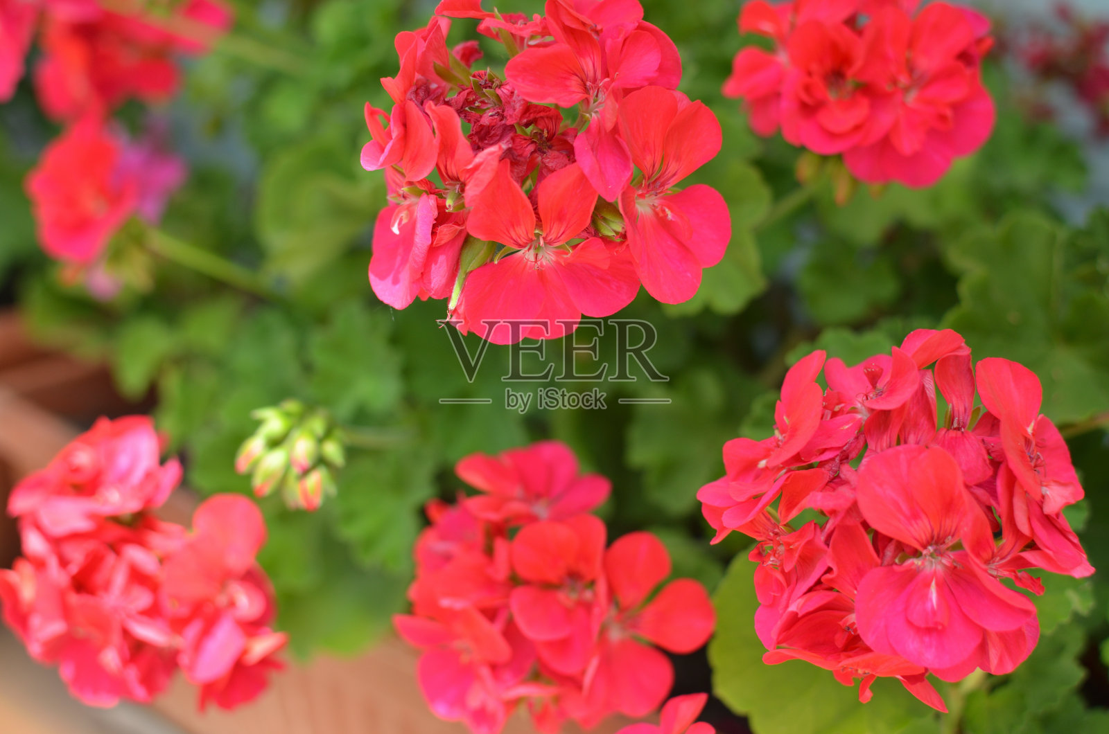 春天红色天竺葵照片摄影图片