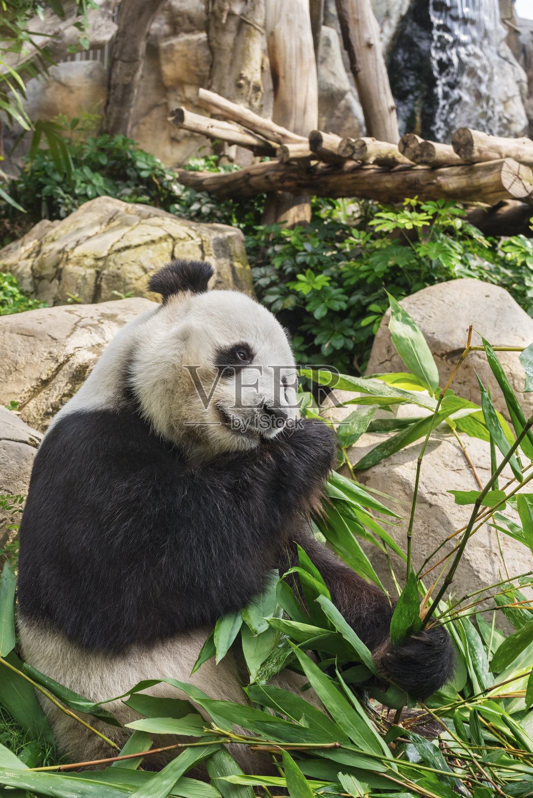 熊猫照片摄影图片