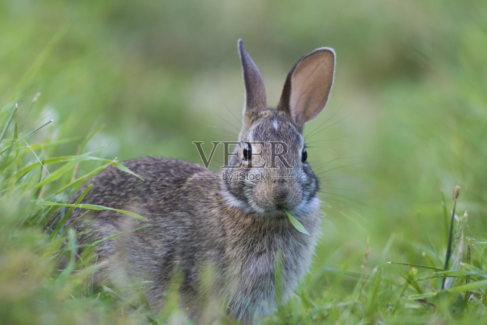棉尾兔兔照片摄影图片