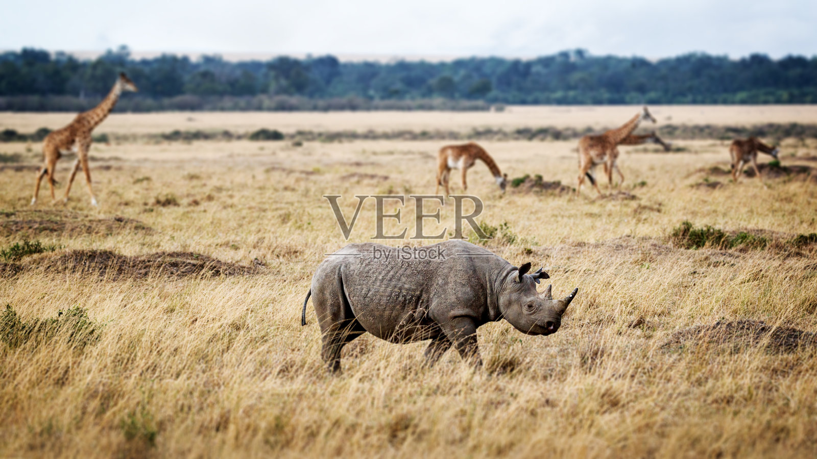 非洲极度濒危的黑犀牛照片摄影图片