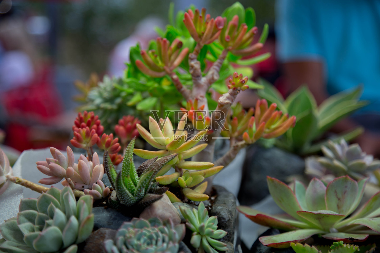 仙人掌植物组成美丽，色彩鲜艳照片摄影图片