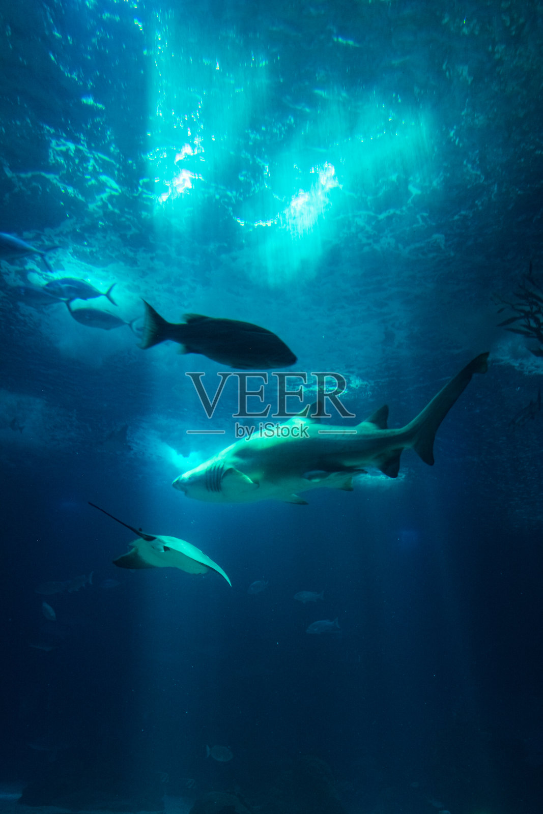 水下水族馆看鱼，鲨鱼，阳光透过水野生动物照片摄影图片
