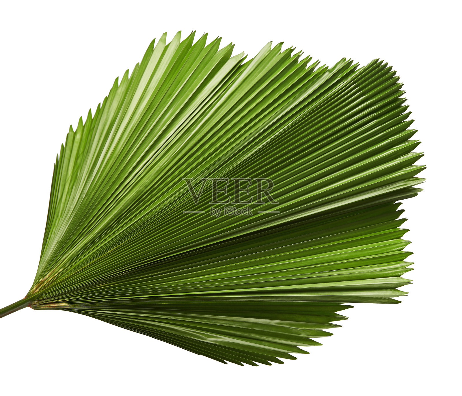 折边的扇棕榈叶，大的热带叶子，有褶的叶子孤立在白色的背景上，有修剪路径照片摄影图片
