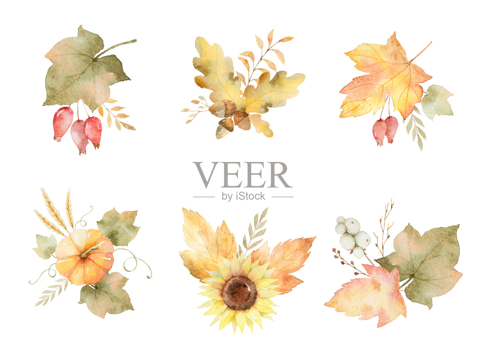水彩秋天的叶子，树枝，花和南瓜孤立在白色的背景。插画图片素材