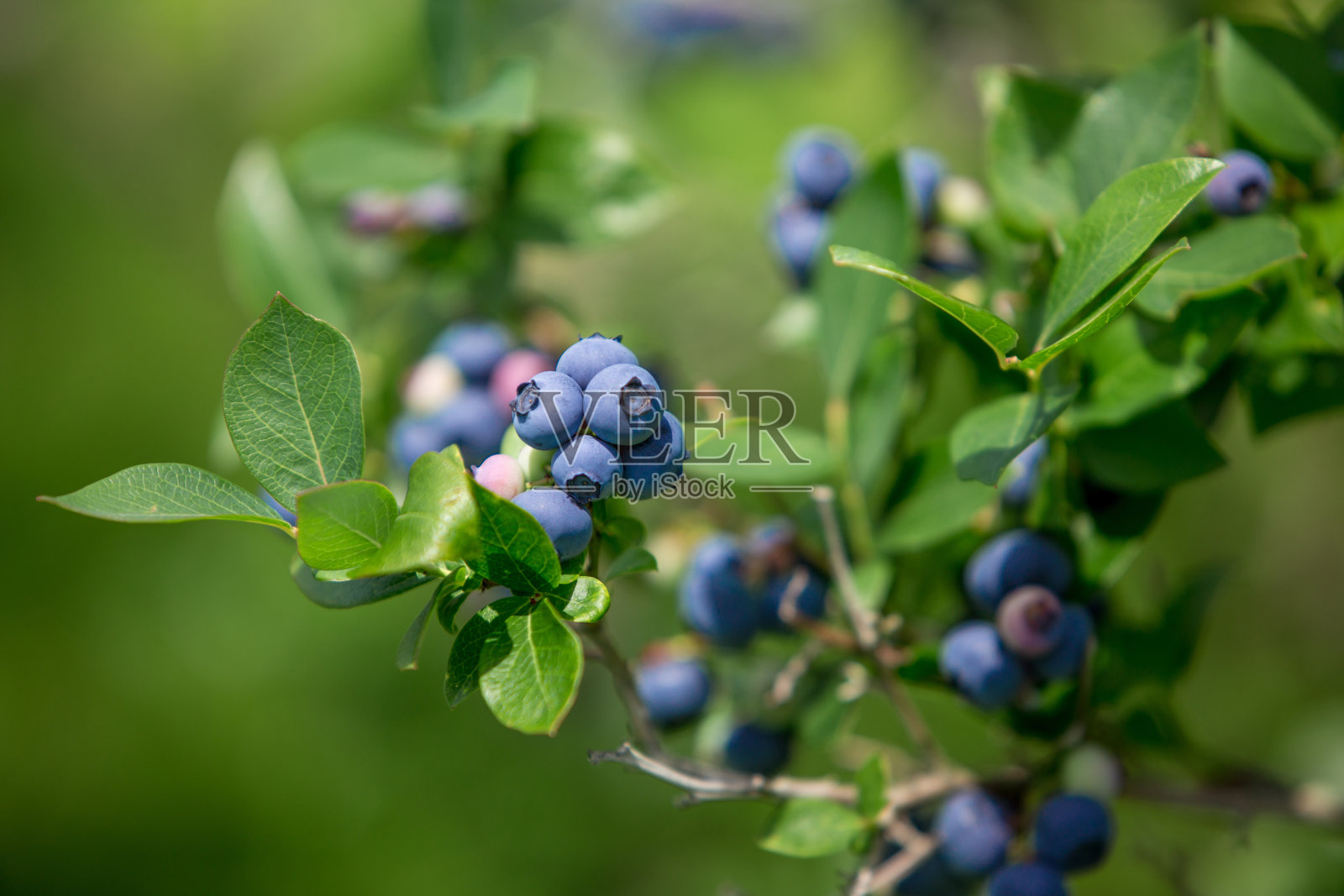 灌木上的蓝莓果实照片摄影图片