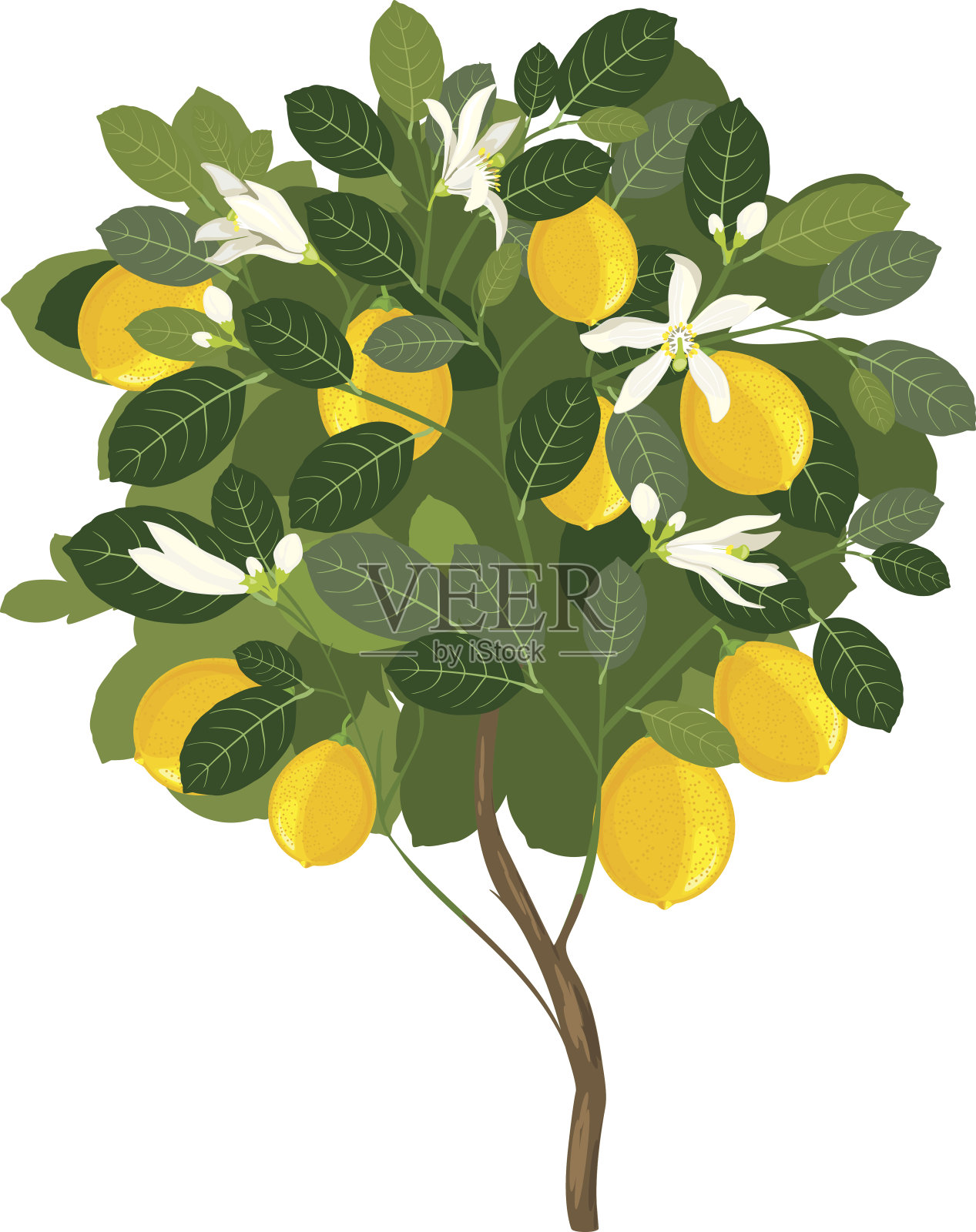 带花的小柠檬树设计元素图片