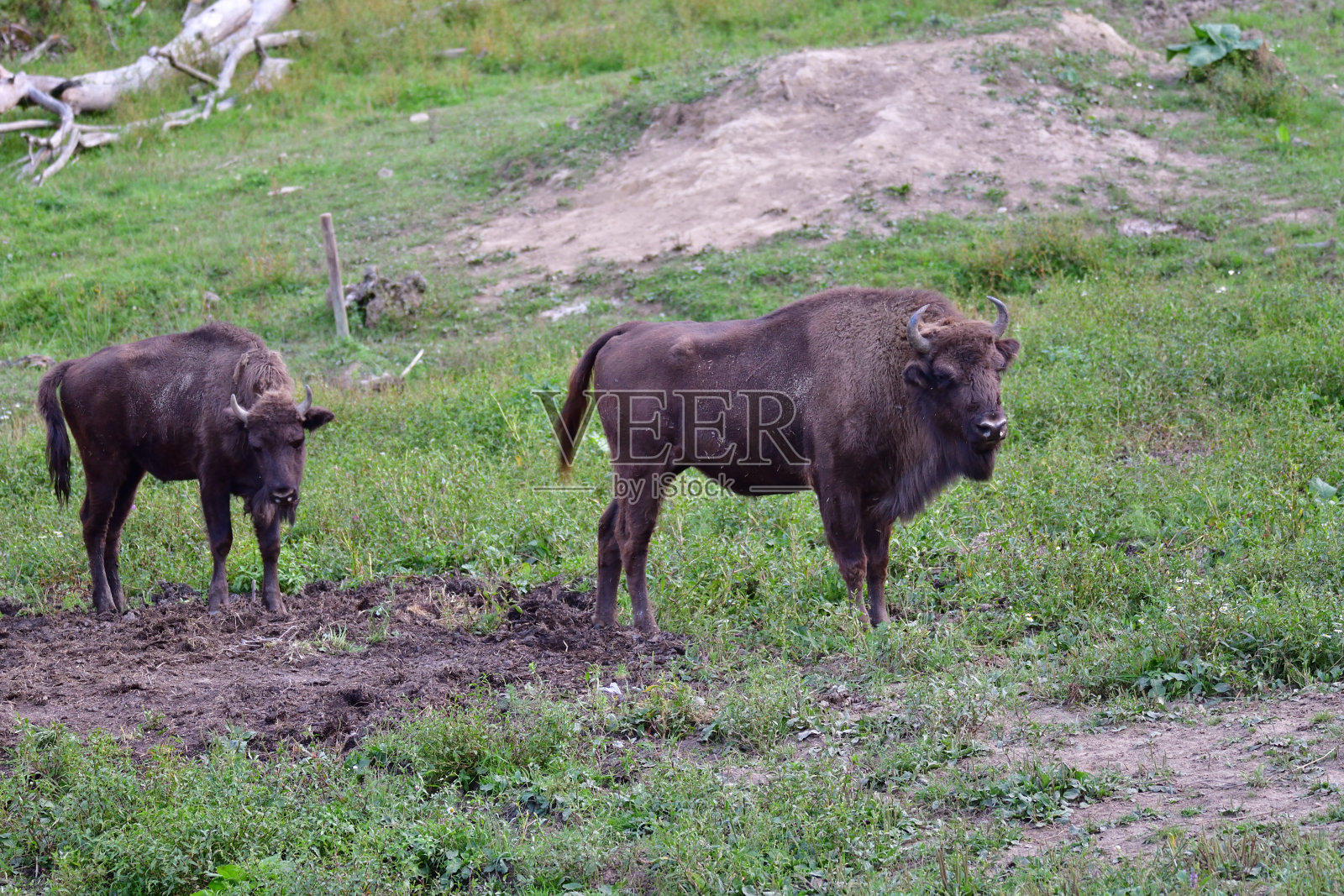森林沙上的欧洲野牛照片摄影图片