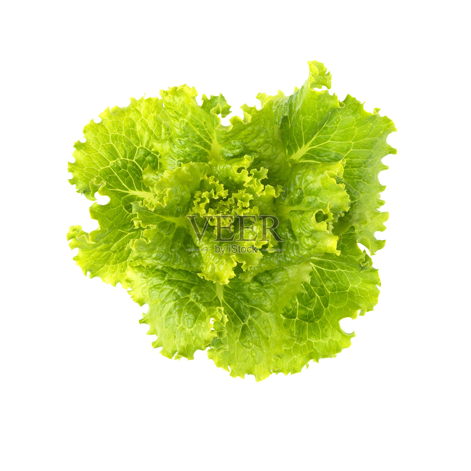 沙拉叶。生菜孤立。新鲜的绿色莴苣叶。照片摄影图片