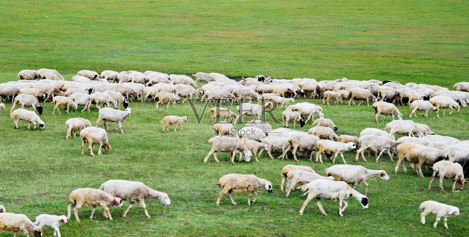 绿色草地上的一大群羊照片摄影图片