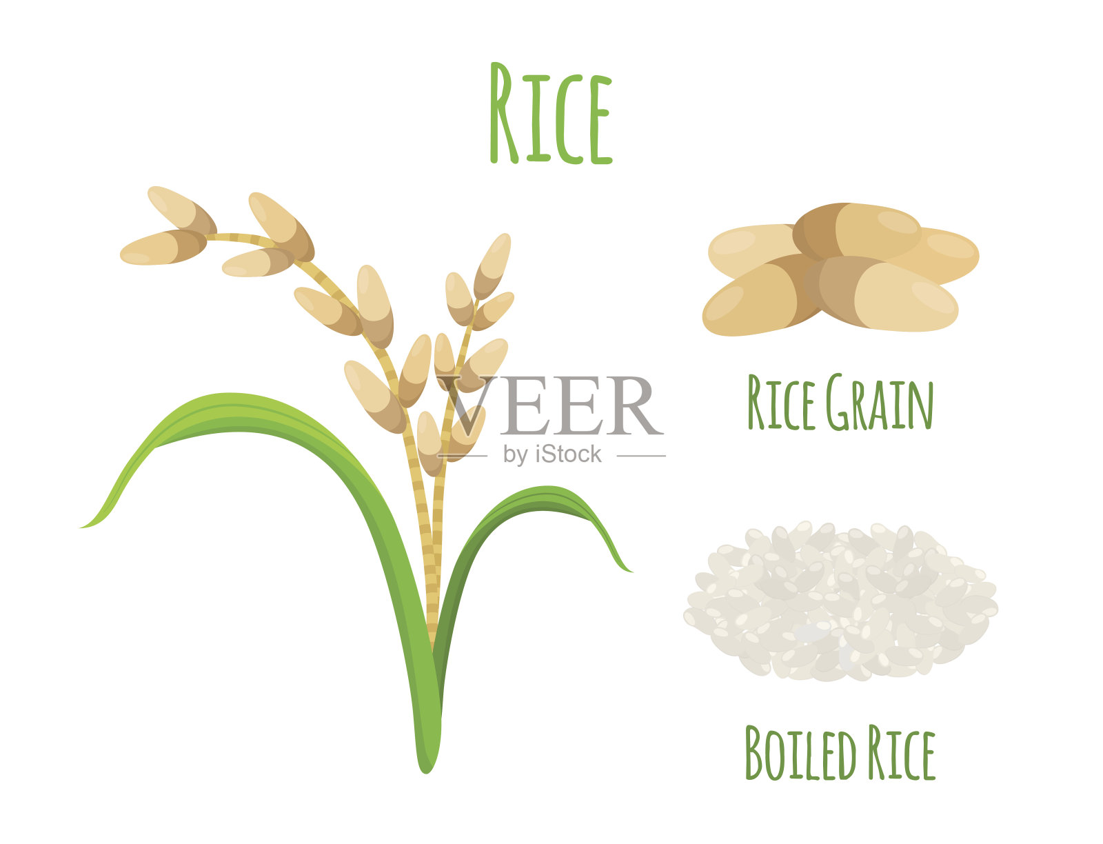 水稻种植，素食。绿色收获，稻谷小麦。矢量图设计元素图片