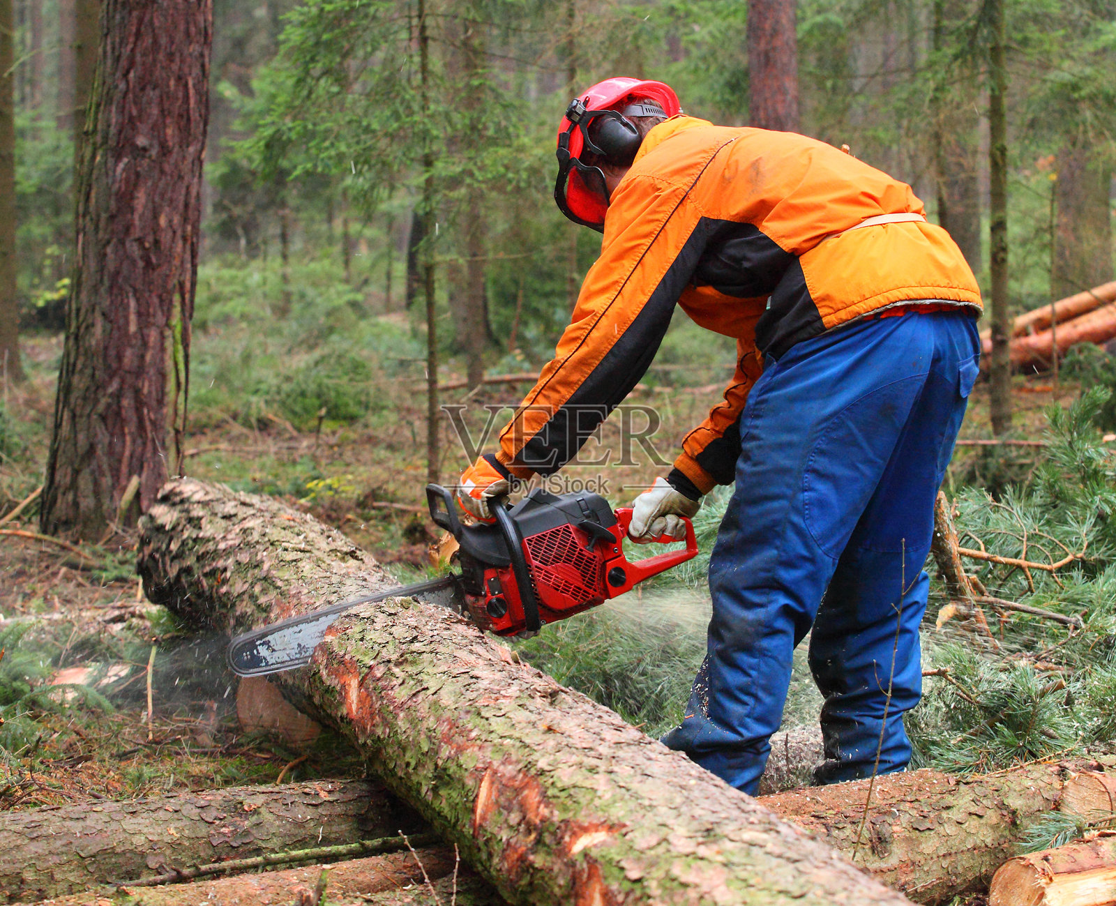 在森林里工作的伐木工人。照片摄影图片