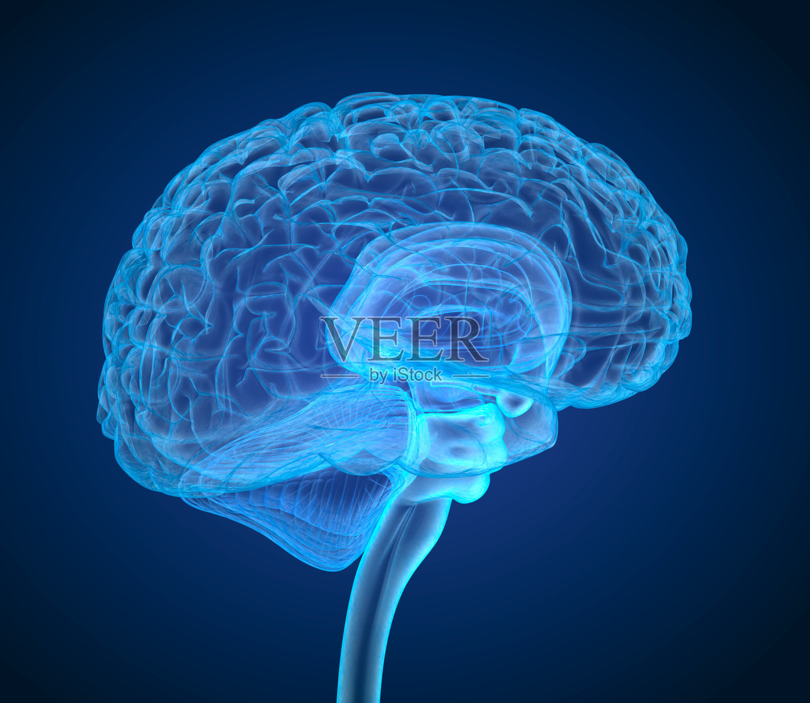 人脑x射线扫描，医学上精确的3D插图照片摄影图片
