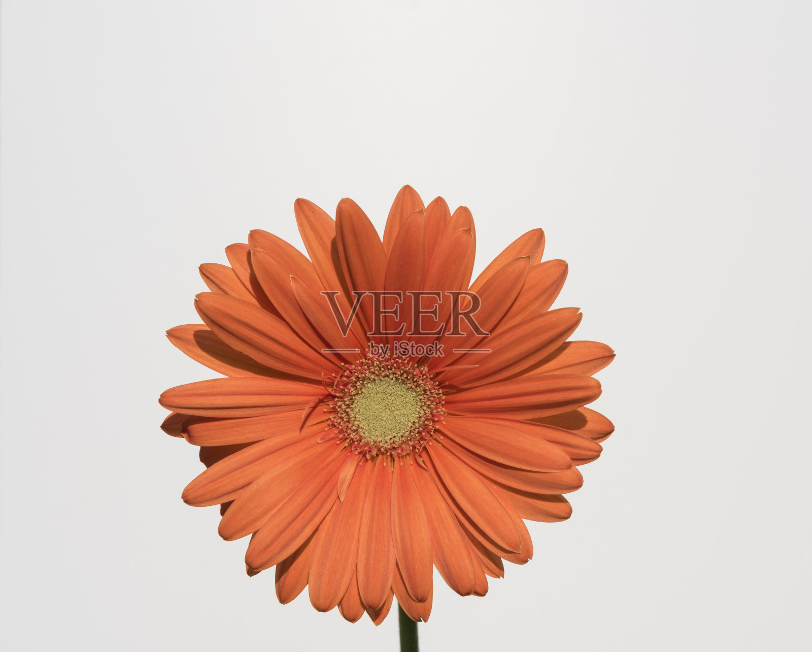非洲菊的花照片摄影图片