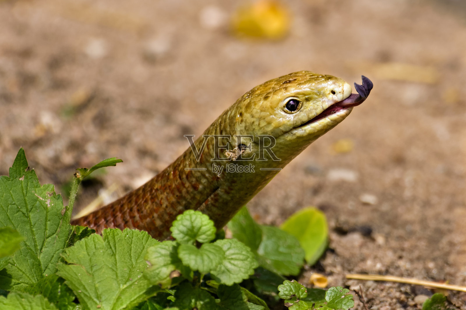 蛇舌鱼在寻找猎物时会伸出舌头照片摄影图片