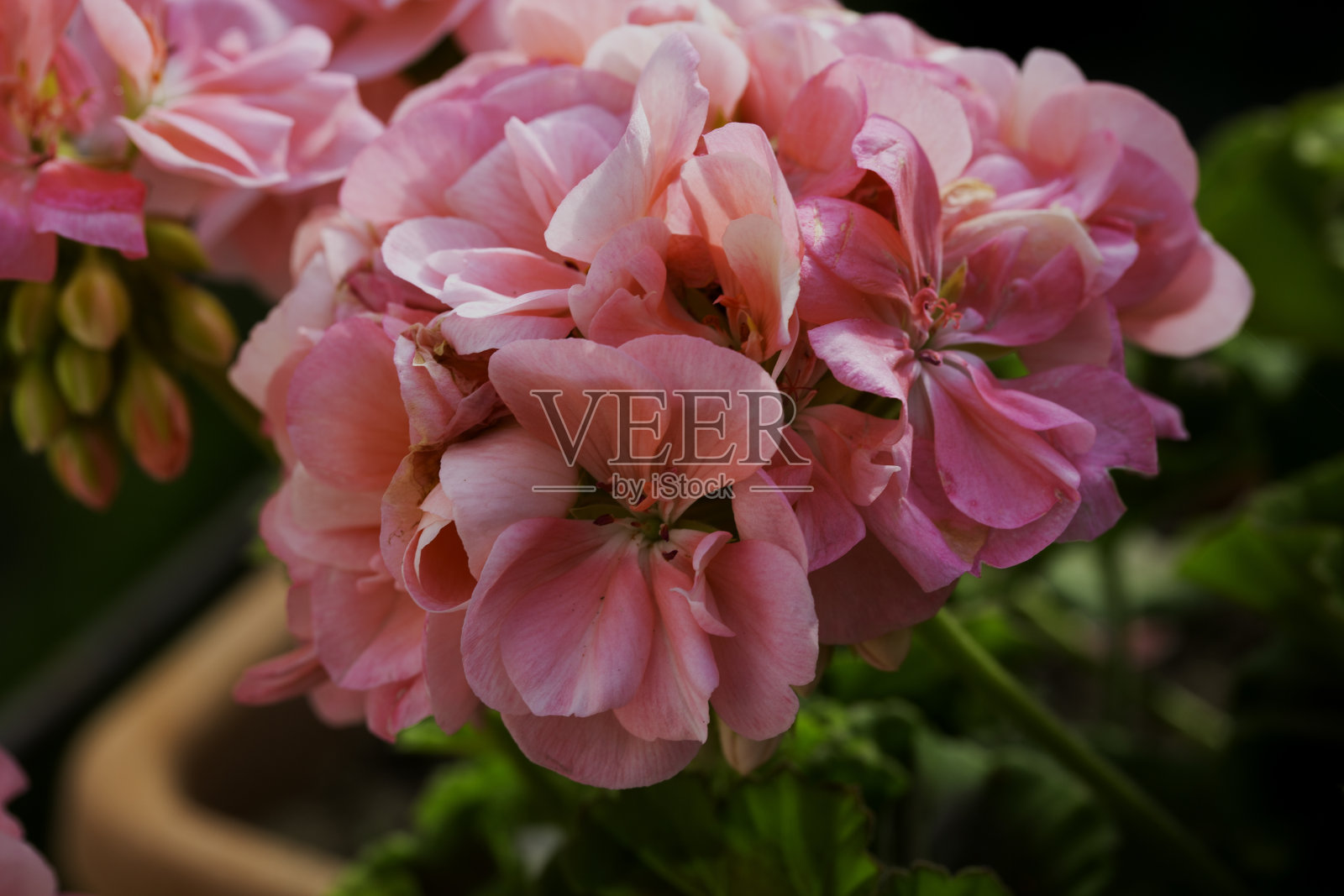 近距离观察粉红色的天竺葵照片摄影图片