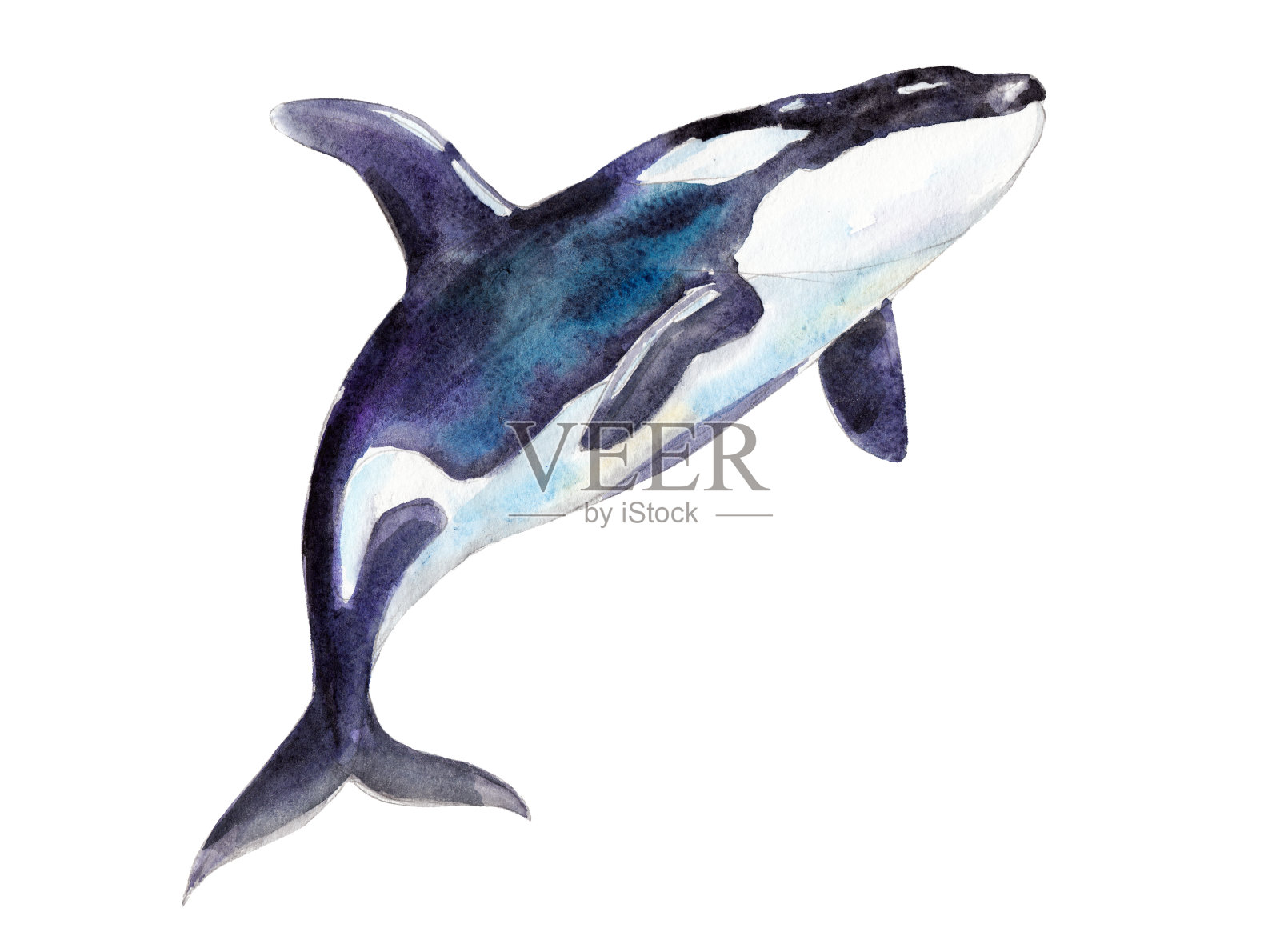 水彩虎鲸，手绘插图孤立的白色背景。插画图片素材