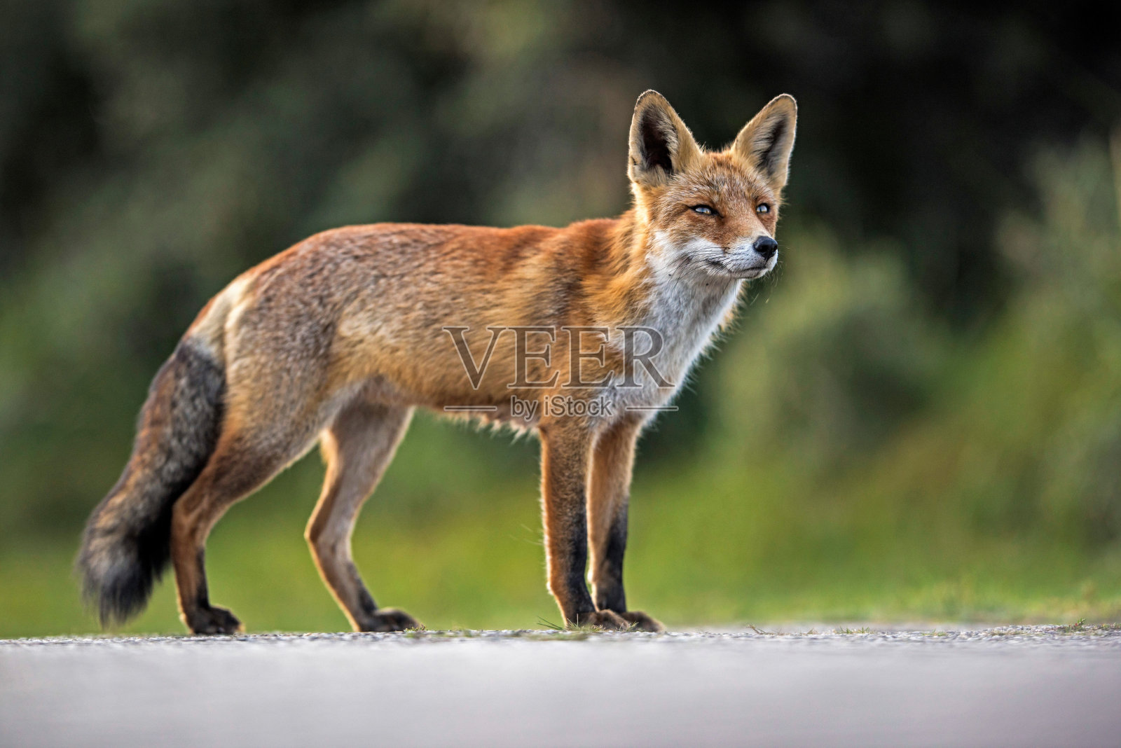 红狐站在自然保护区的路上。照片摄影图片