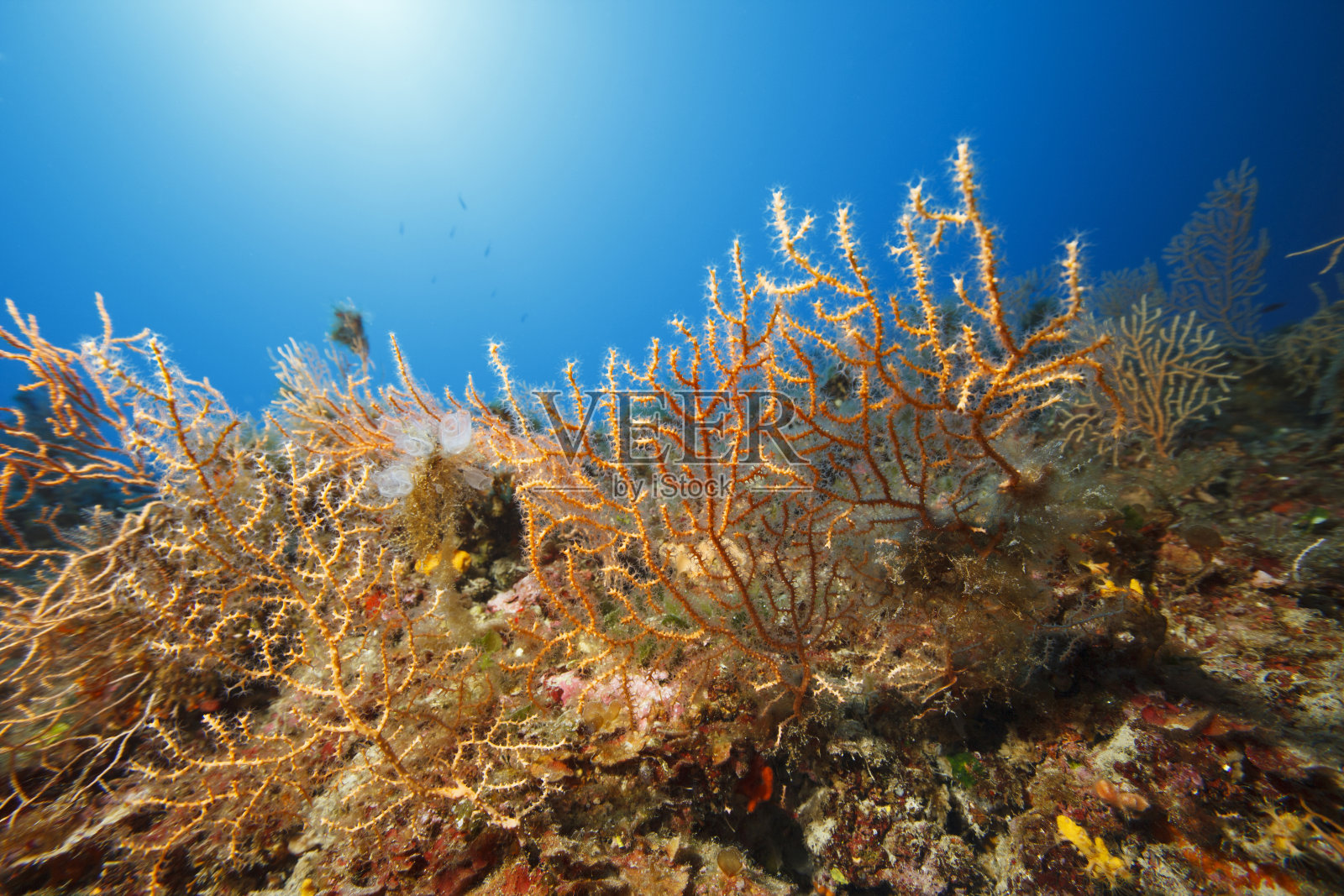 橙色柳珊瑚海洋生活水下潜水员视角水下绿松石泻湖，快乐进入水晶清澈的大海。地中海海滩。夏天。希腊,希腊的岛屿。照片摄影图片