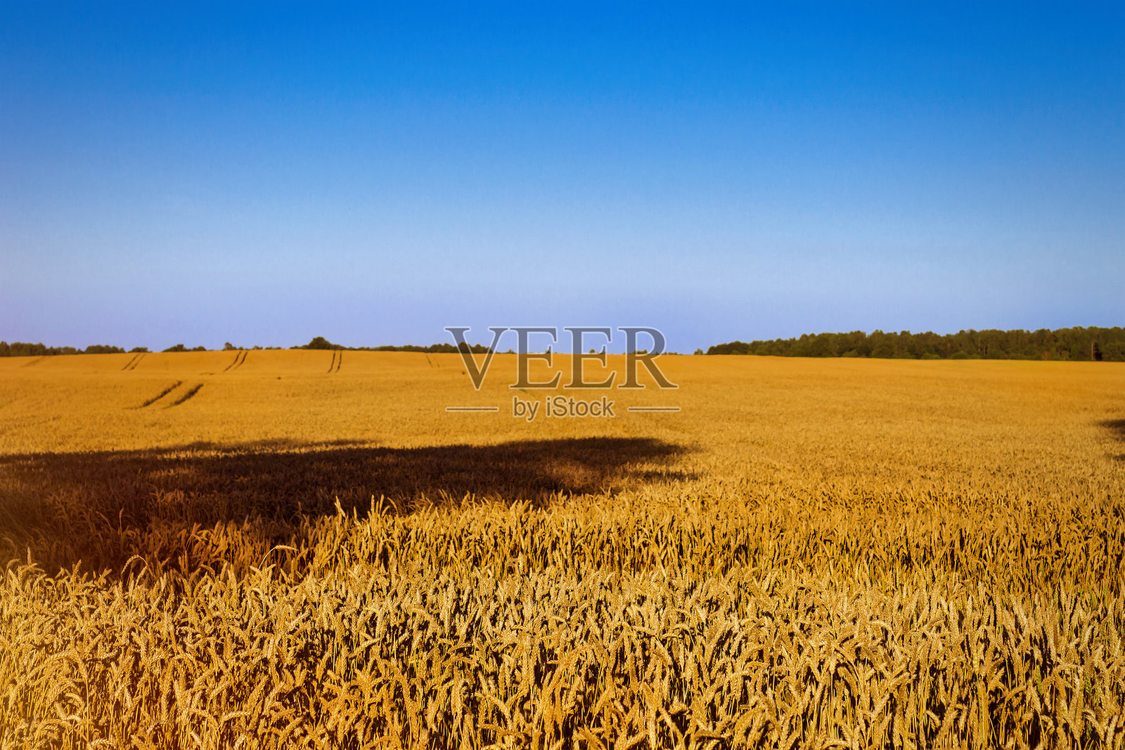 收割小麦的耳朵。农田农场照片摄影图片