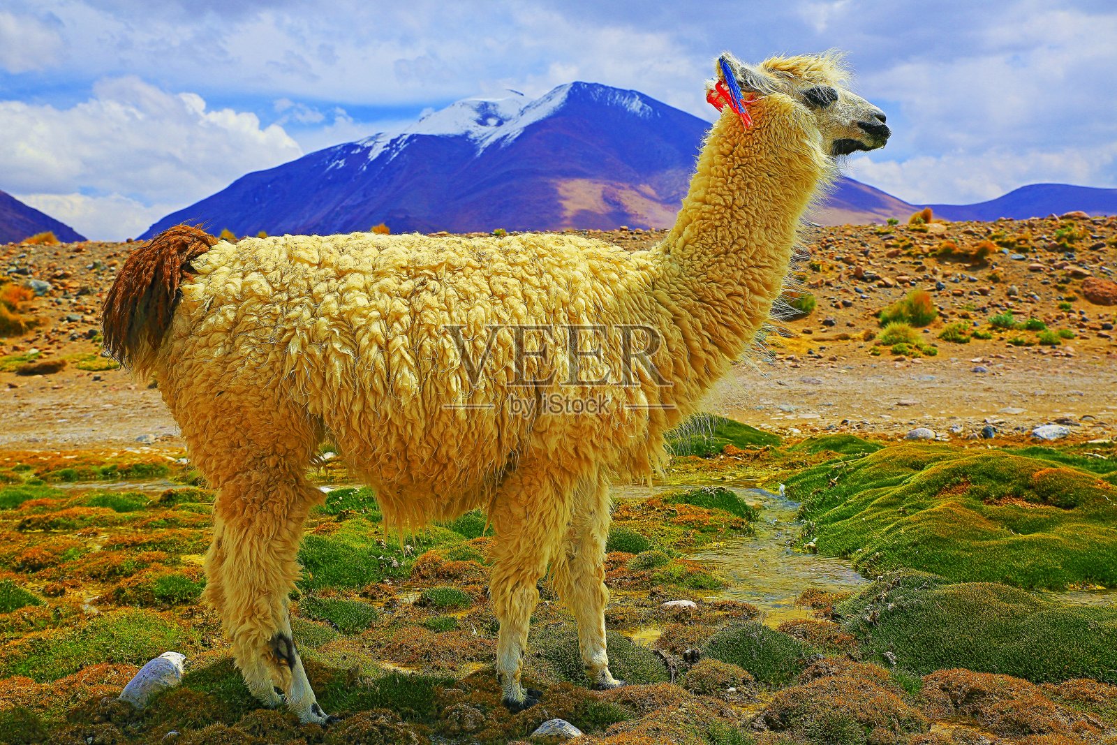 安第斯羊驼，野生动物在玻利维亚安第斯高原和田园诗般的阿塔卡马沙漠，火山景观全景-波托西地区，玻利维亚安第斯，智利，Bolívia和阿根廷边境照片摄影图片