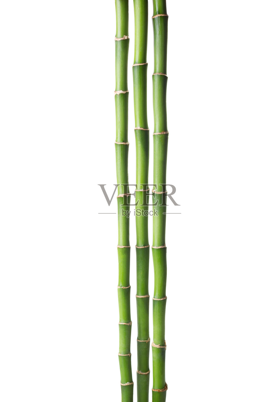 三根竹枝孤立在白色的背景上。桑德的龙血树属植物照片摄影图片
