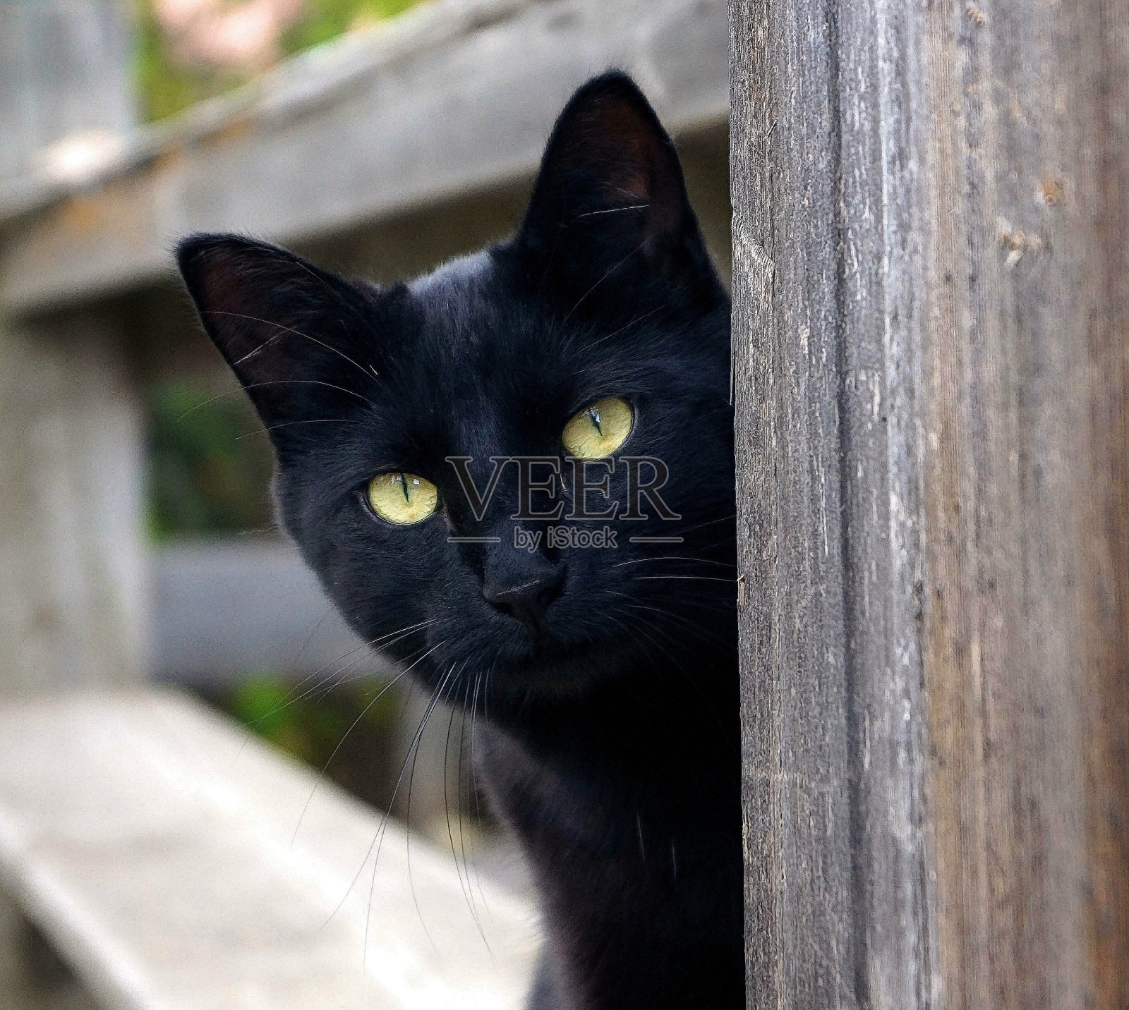 亮眼黑猫照片摄影图片