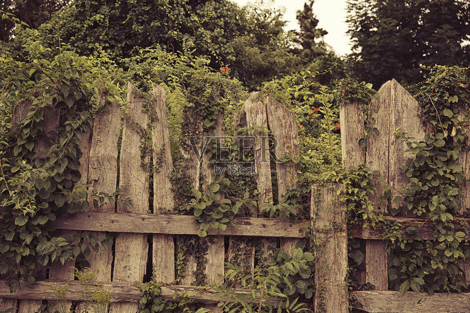 有攀缘植物的旧木栅栏照片摄影图片