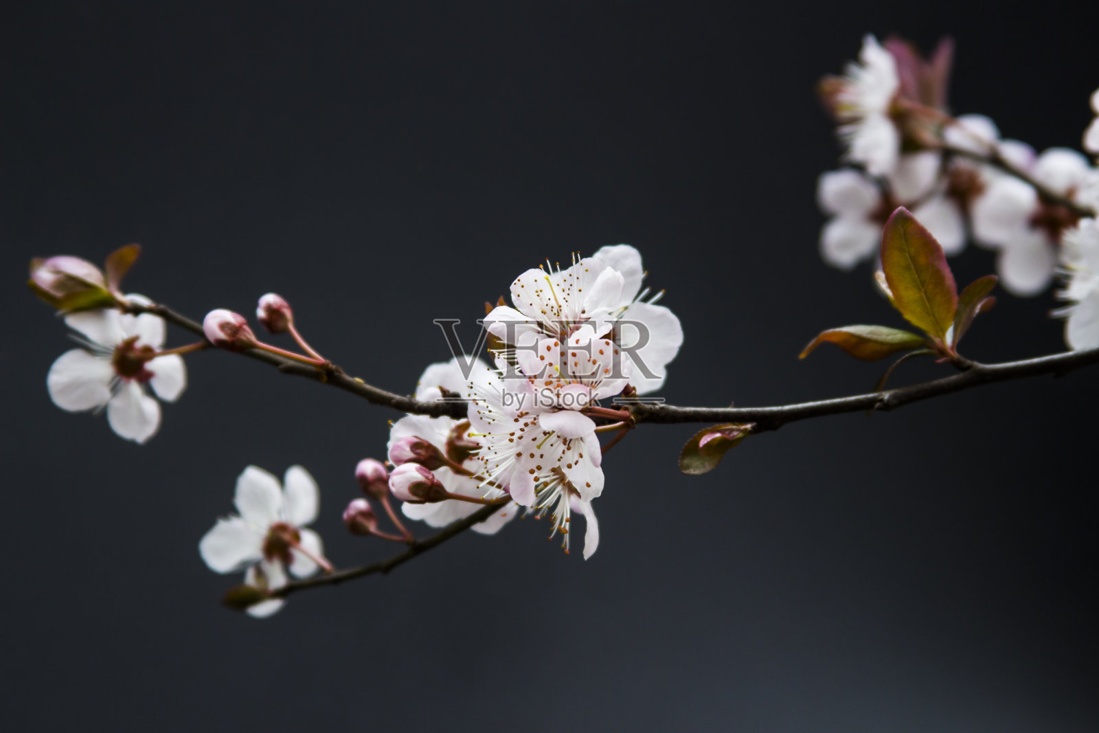 黑色的背景和白色的梅花在春天照片摄影图片